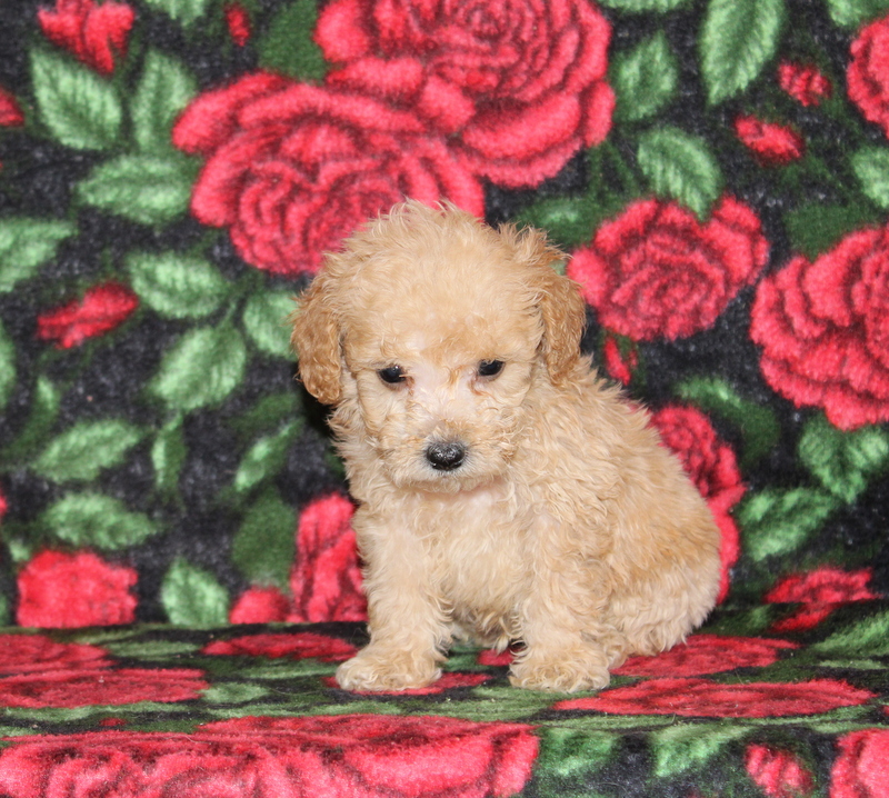 puppy, for, sale, Mini Goldendoodle F1BB, Matthew B. Stoltzfus, dog, breeder, Gap, PA, dog-breeder, puppy-for-sale, forsale, nearby, find, puppyfind, locator, puppylocator, aca